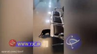 پرسه آزادانه گربه در بیمارستان شمس تبریز!!