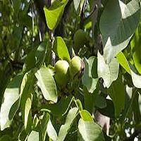 قیمت درخت گردو چندلر شناسنامه دار 09121270623