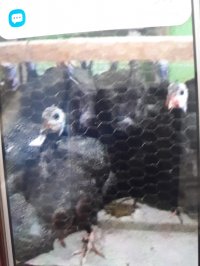 کارشناس و فروش کبک