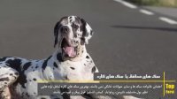 آیا میدانستید؟ دانستنی های سگ های محافظ top 10 farsi