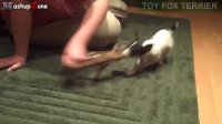 Top 10 Smallest Dogs In The World Compilation [Dog Breeds]