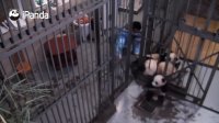 Baby pandas driving nanny crazy