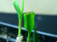 Time Lapse of Grass Growing - Macro