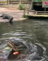 هندوانه خوردن یک الیگیتور