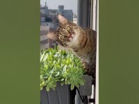 کلیپ خنده دار کوتاه گربه فضول