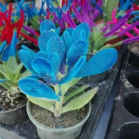 قیمت و ساخت دستگاه ابکاری فانتاکروم/قیمت دستگاه مخمل پاش09127692842