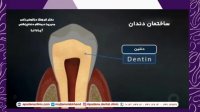 ساختمان دندان