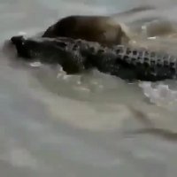 شکار گوزن یالدار توسط کروکودیل