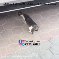 گربه رها شده