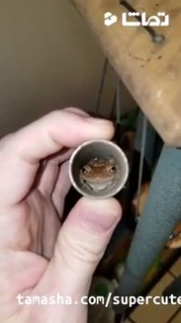 صحنه بامزه پناهنده شدن قورباغه ها از طوفان دوریان