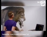 نقاشی های شگفت انگیز - شکار شیر