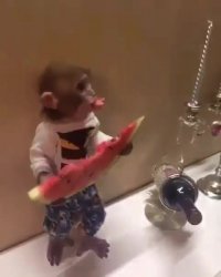 هندوانه خوردن میمون بامزه