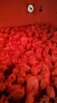 فروش بوقلمون بیوتی یکماهه09121986651