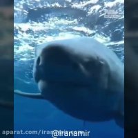 کوسه سفید رو در یابید