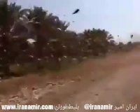 اوه اوه حمله وحشتناك ملخ ها به طلحه دشتستان