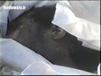 پیکر شهید محمود صیفی