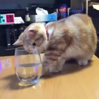 گربه و ماهی