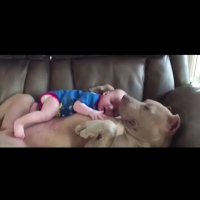 محبت بین انسان ها و حیوانات