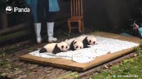 Look! It's Three Little Panda Cubs! | iPanda
