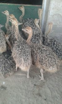 جوجه شترمرغ