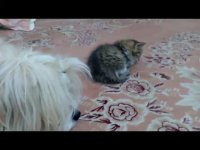 دوستی و بازی سگ و بچه گربه