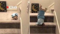 پایین آمدن از پله های سگ کوچولو
