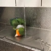 دوش گرفتن طوطی بامزه