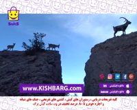 بز کوهی،پرش بز کوهی،پرش از ارتفاعات،بز در کوه،کوه نوردی بز کوهی