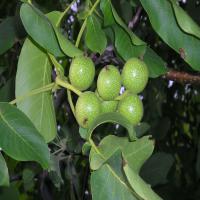 خرید درخت گردو پکان زودبازده  09197722218