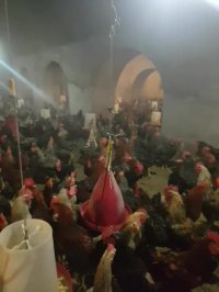 فروش خروس بالغ بلک استار و پلیموت راک و بومی 09131007689