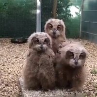 حرکت گردن جغد ها