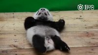 Panda cub who was waken by falling off bed quickly falls into sleep again on floor