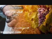 فروش نهال انگور (9) در تاکستان ایران انگور 09141811520