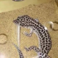 مارمولک پوست خور