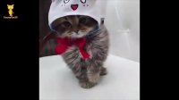 گربه های بامزه おかしい猫 - かわいい猫 - おもしろ猫動画