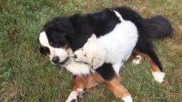Bernese Mountain Dog effortlessly wins tug-of-war against puppy
