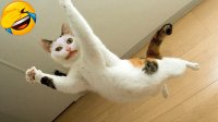 کلیپ بسیار خنده دار از گربه ها