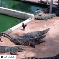 خروس بی چاره