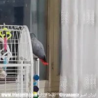 کاسکو داره نماز میخونه، یهو متوجه میشه یکی داره یواشکی ازش فیلم میگیره و میخنده