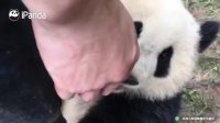 Panda Qi Yi is a master in leg hugging!