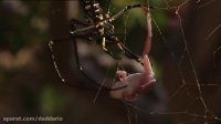 مستند حیات وحش | شکار قورباغه نگون بخت توسط عنکبوت