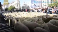 هزاران گوسفند در خیابان‌های پایتخت اسپانیا!