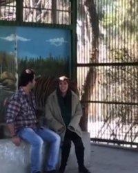 بازی با ببر واقعی!