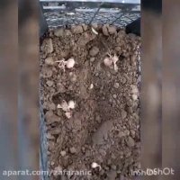 کاشت زعفران در گلدان و یا جعبه در خانه -زعفرانیک