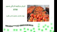 فروش بذرگوجه فرنگی باسیمو