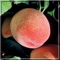 خرید هلو 09123205271