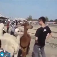 تف کردن حیوونارو دیده بودین؟