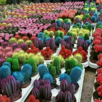 فانتاکروم ایلیا09362022208