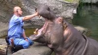 カバの歯磨き【天王寺動物園】   Tooth brushing of a hippopotamus [Tennoji-zoo]