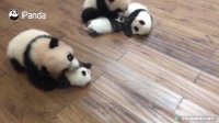 Two pandas fight, and the result is?
